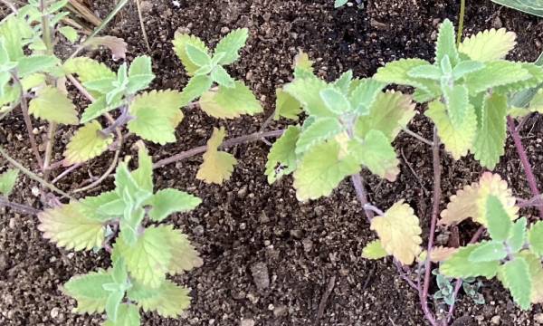 Nepeta 'Junior Walker'